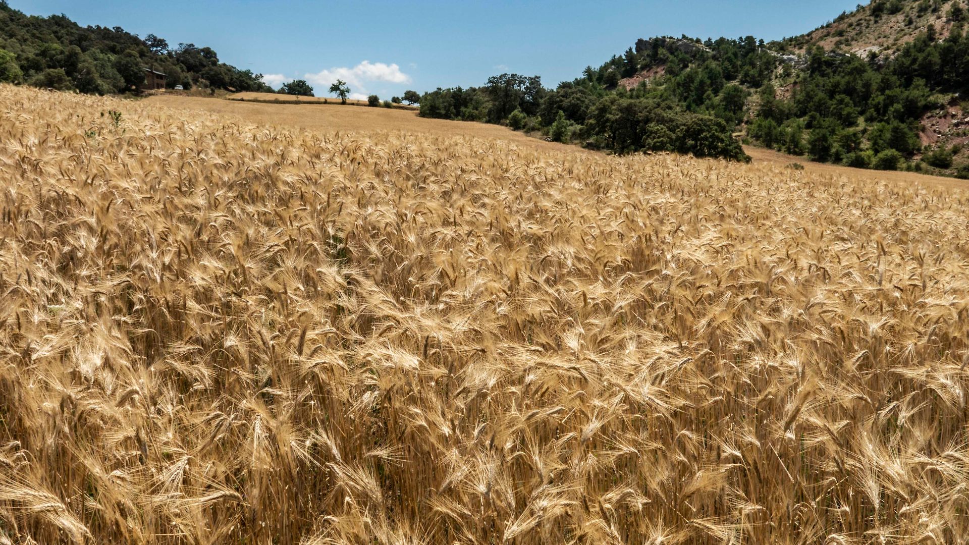 File:Cereal a Rin de la Carrasca (6).jpg