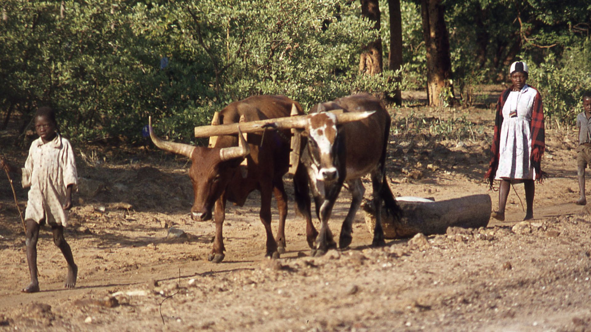 File:Okavango transport, oxen and sleigh.jpg