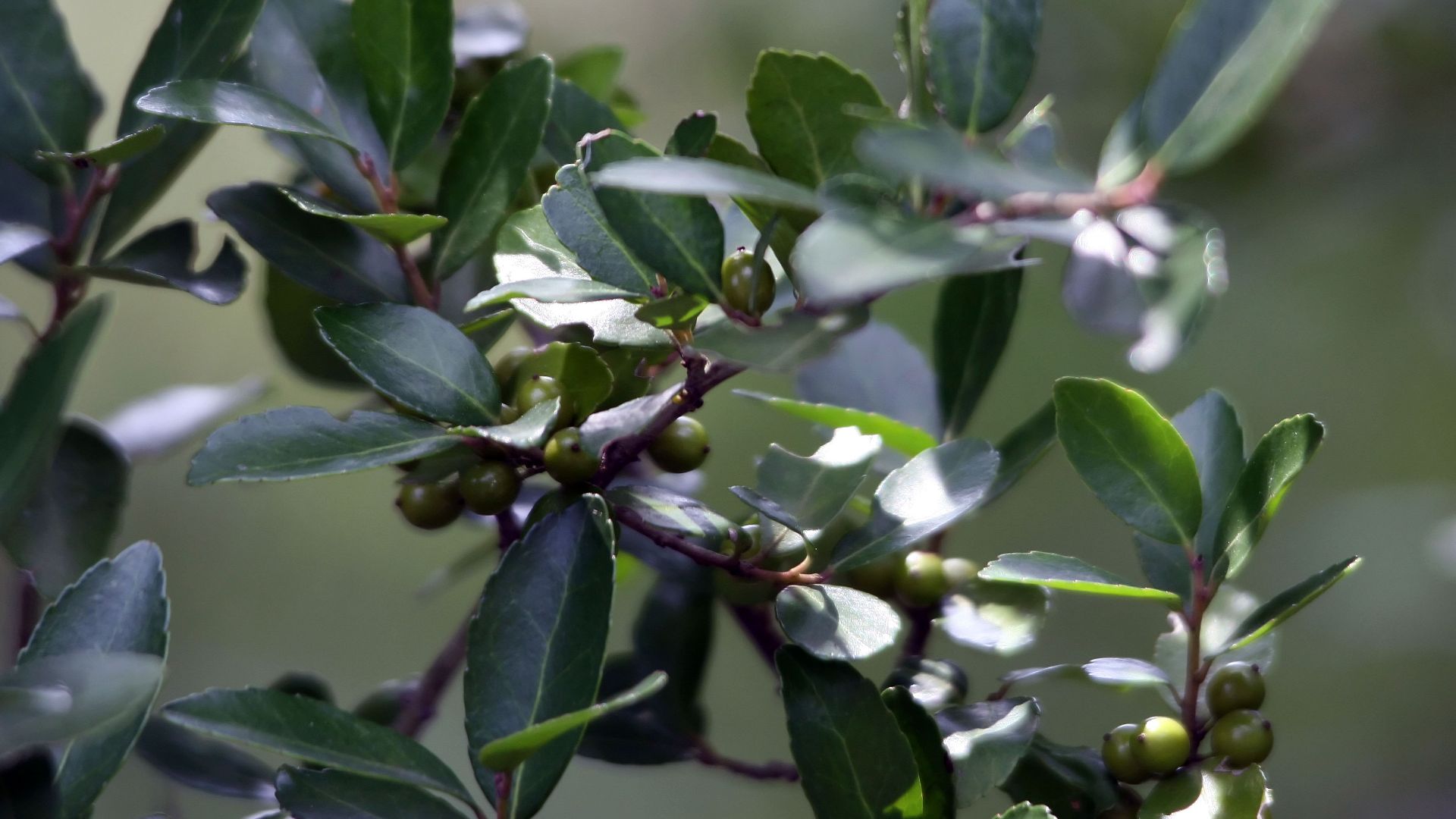 File:Ilex vomitoria 3zz.jpg