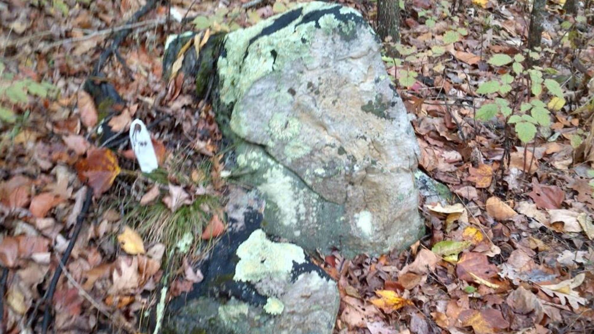 File:Rock Carvings from Bear Spirit Mountain West Virginia Dating Pleistocene epoch.jpg