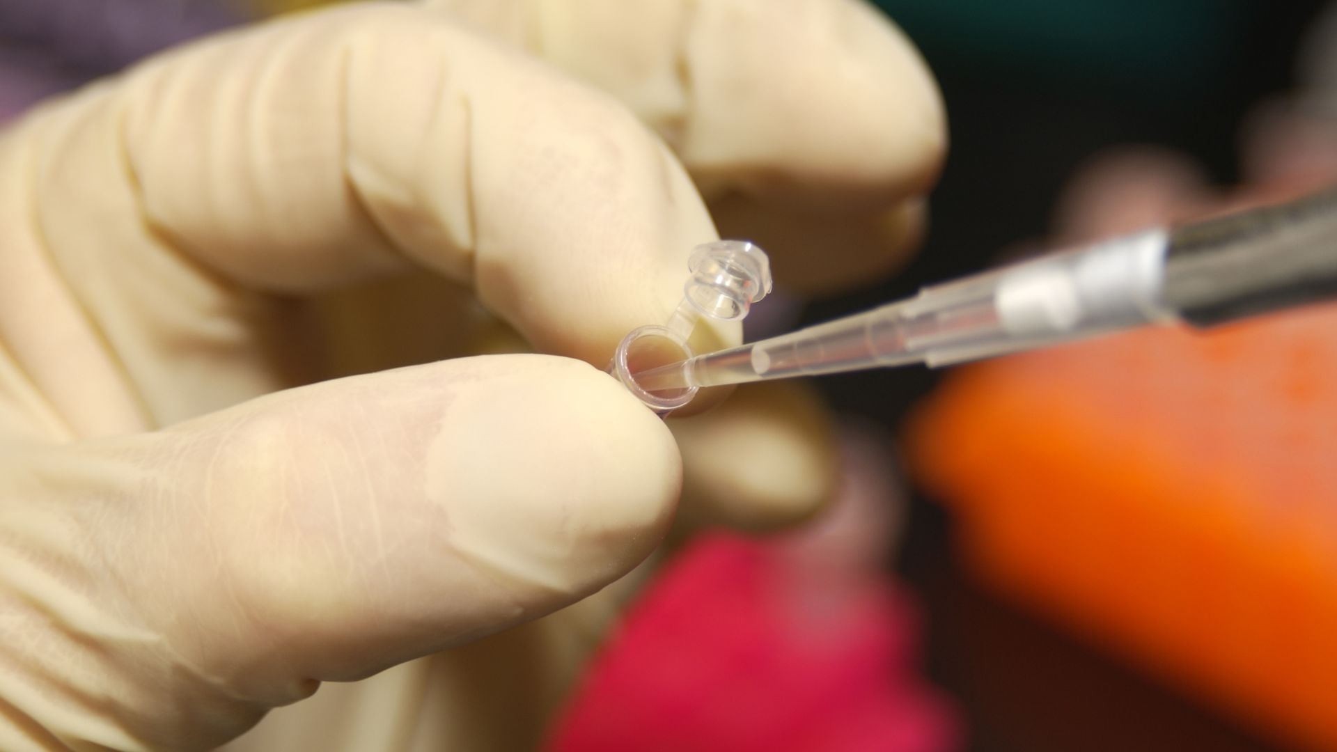 File:NHGRI researcher uses a pipette to remove DNA from a micro test tube.jpg