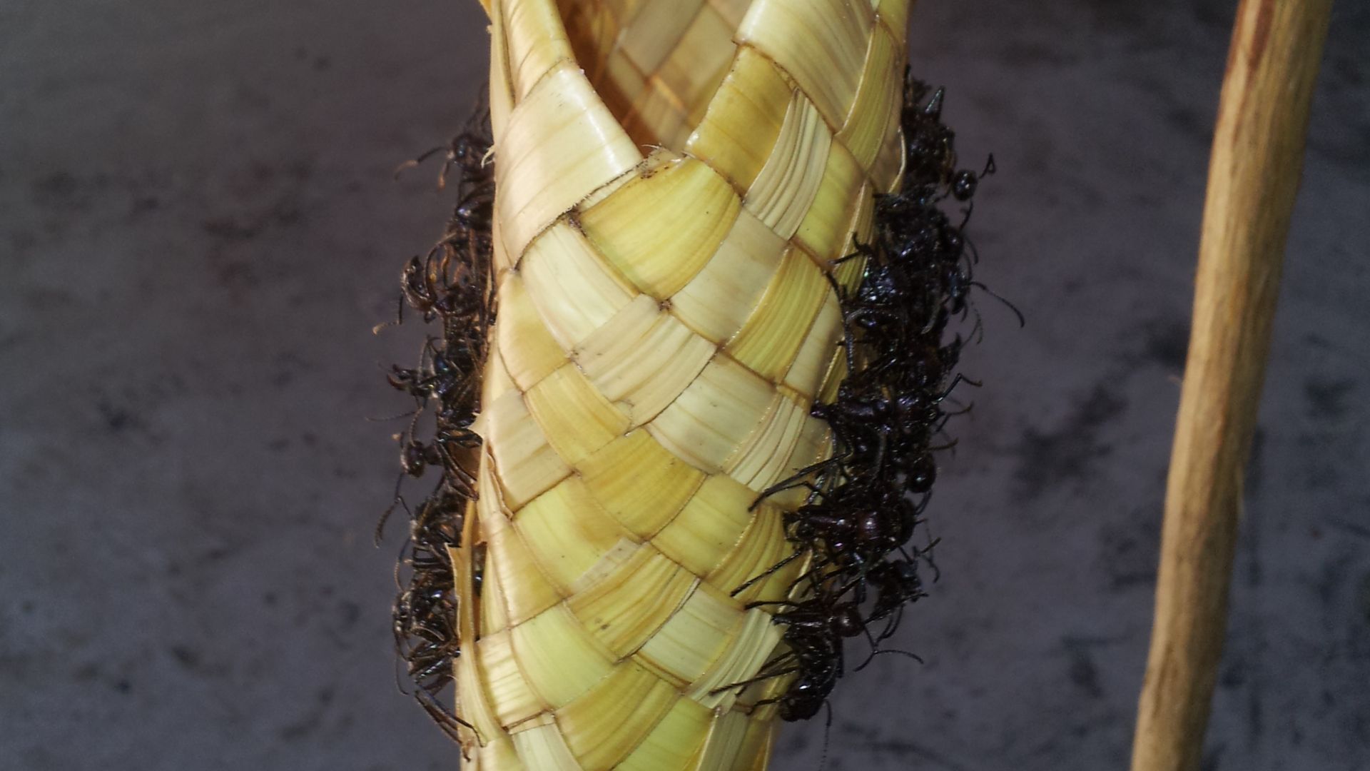 File:Luva do Ritual da Tucandeira Povo Sateré-Mawé AM.jpg