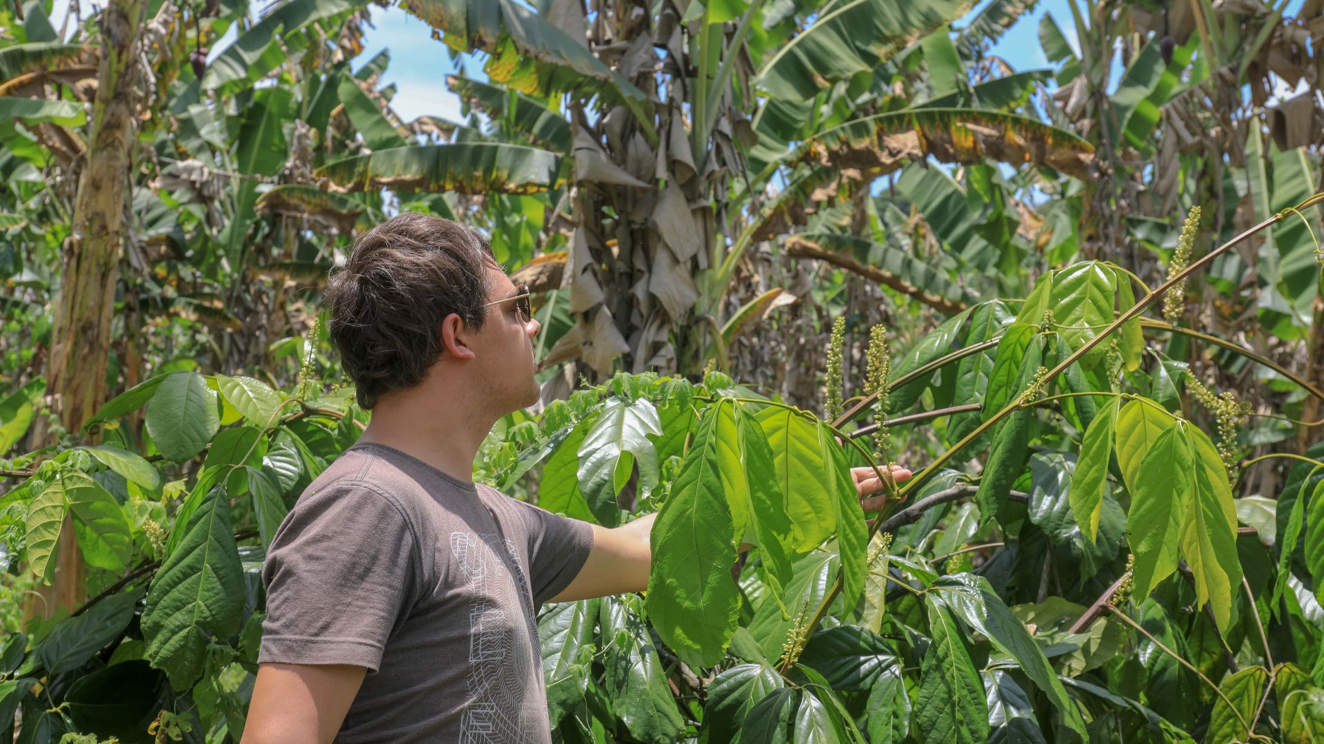 File:Plantation de Guarana au Brésil.jpg