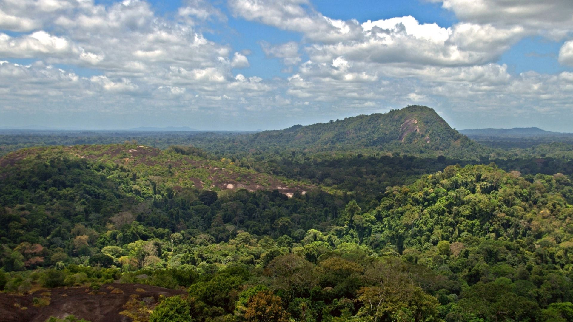 File:Amazon jungle from above.jpg