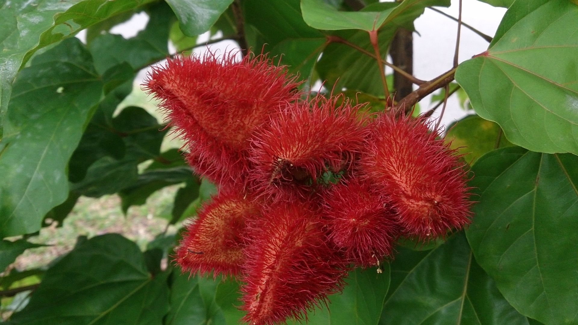 File:Annatto (Bixa orellana) 6.jpg