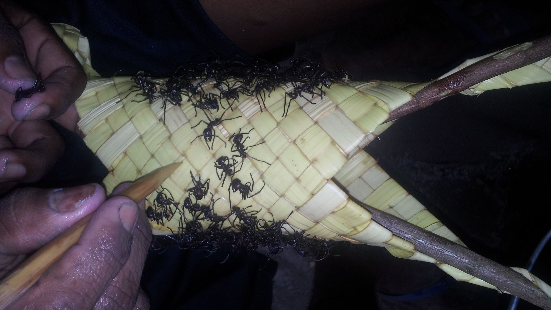 File:Preparo da luva com formigas tucandeiras para ritual de passagem AM.jpg