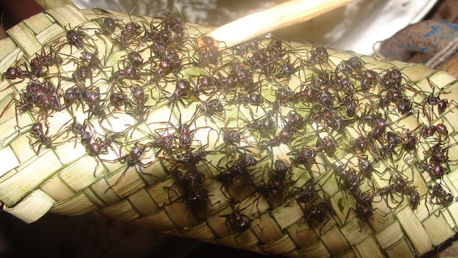 File:Luva com formigas tucandeiras para ritual de passagem do povo Sateré-Mawé AM.jpg