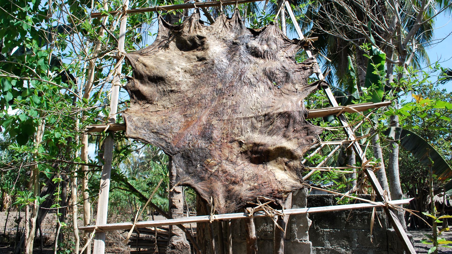 File:Ledertrocknung in Suai.jpg