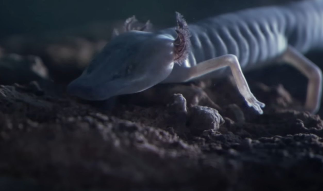  Troglobitic Creatures