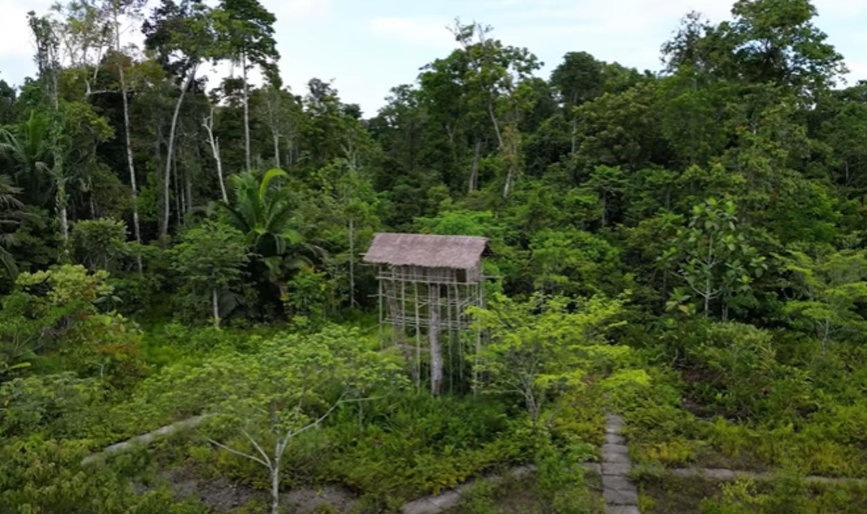 They Sleep In Treehouses