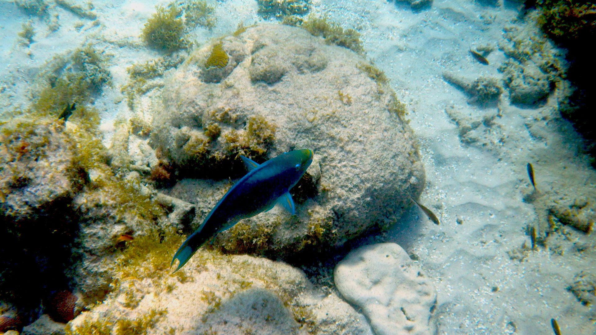 File:Laika ac Playa Kalki (11880031564).jpg