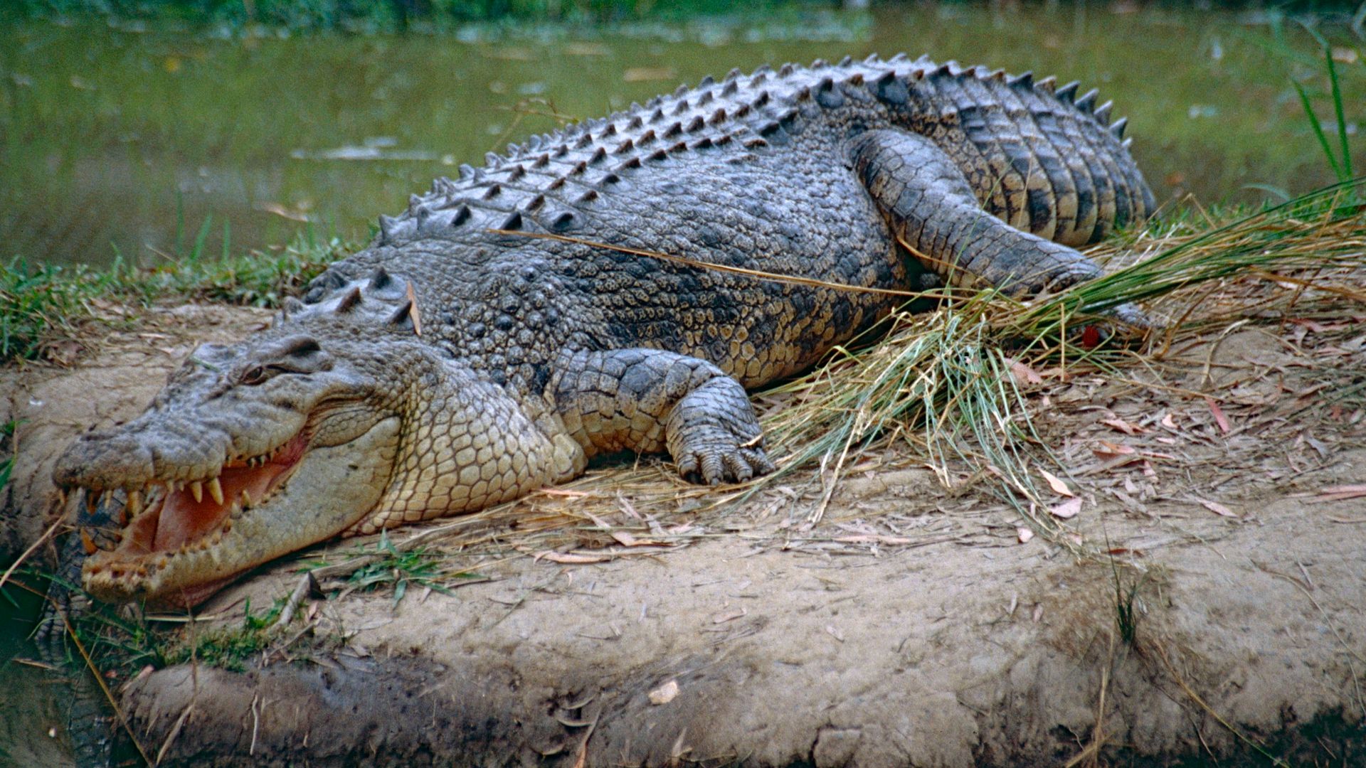File:Saltwater Crocodile (Crocodylus porosus) (10106331165).jpg