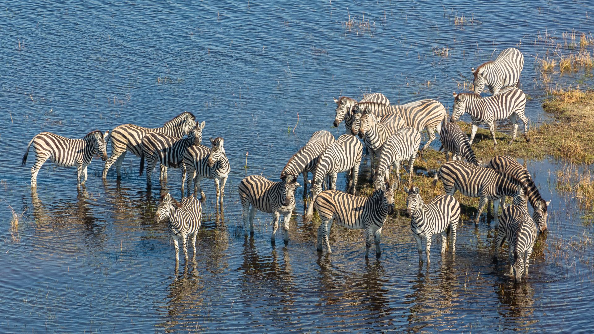 File:Cebras de Burchell (Equus quagga burchellii), vista aérea del delta del Okavango, Botsuana, 2018-08-01, DD 30.jpg