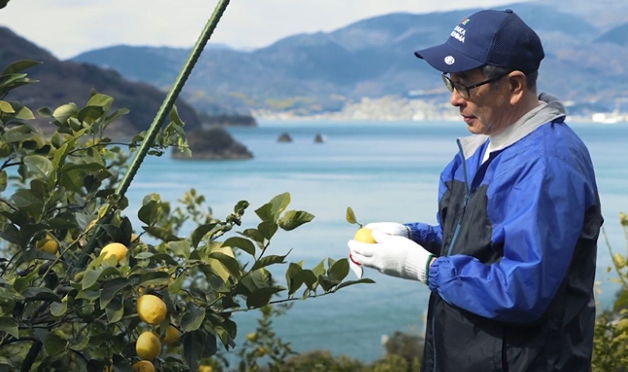 Seasonal Citrus Harvests