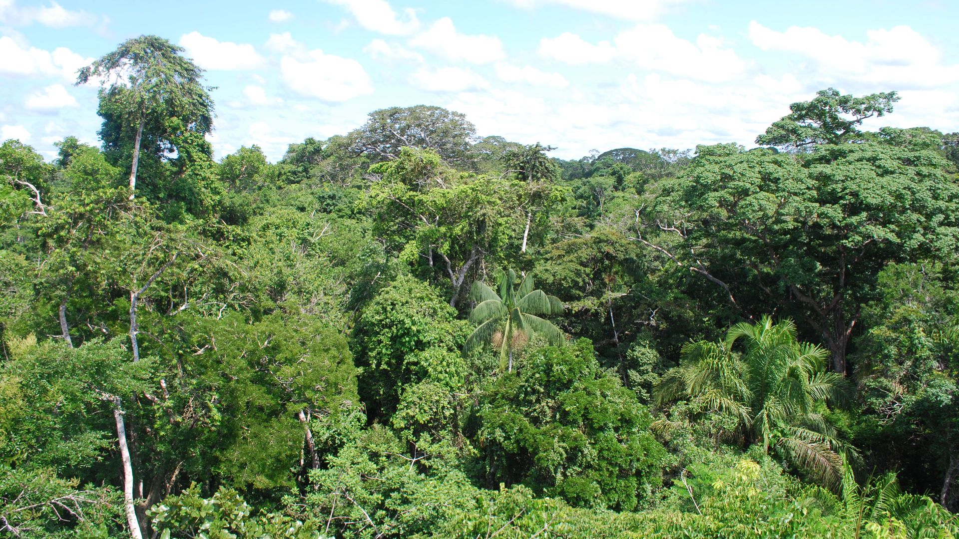 File:Amazon rainforest near Puerto Maldonado.jpg