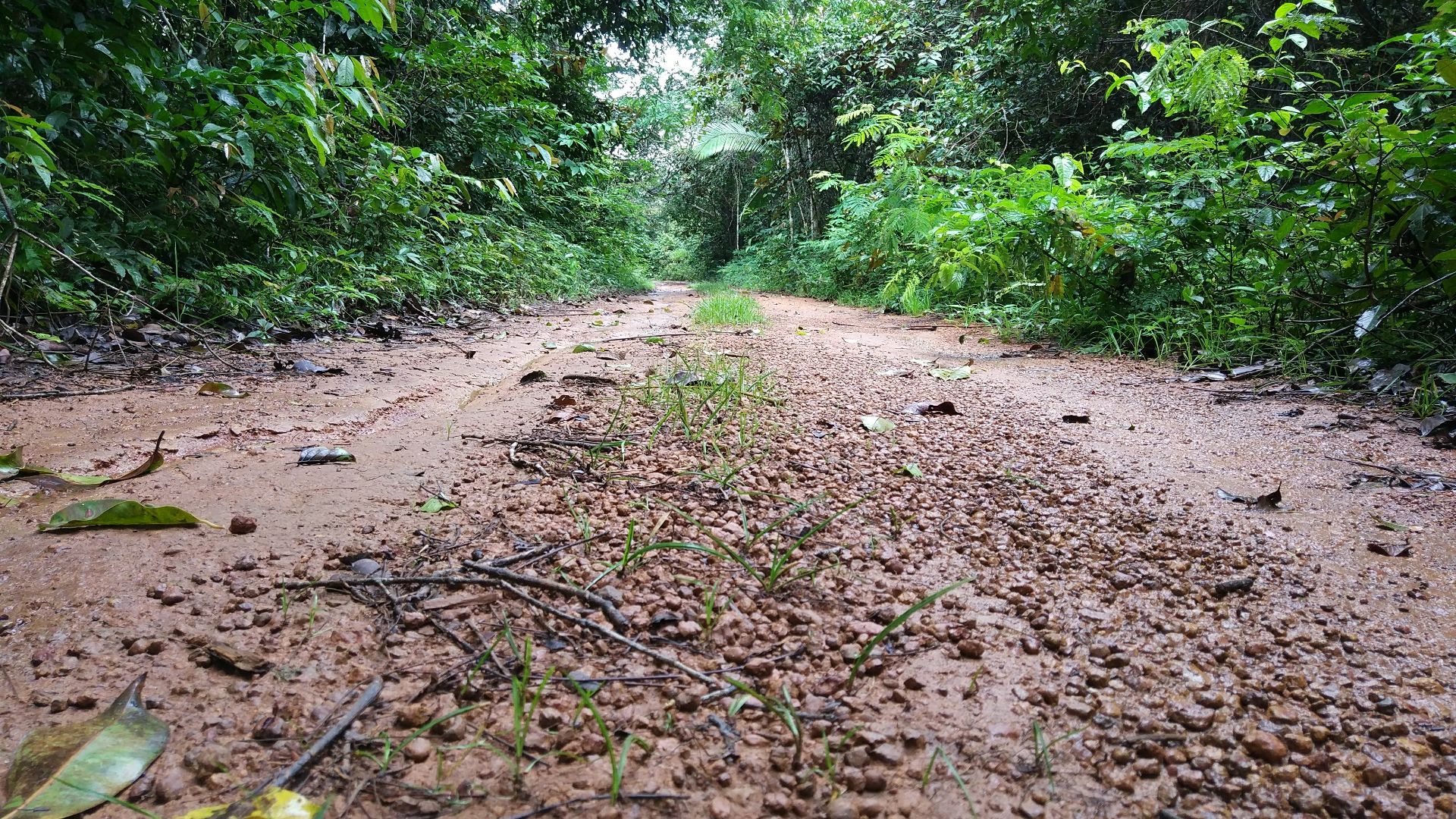 File:Flona Jamari.jpg