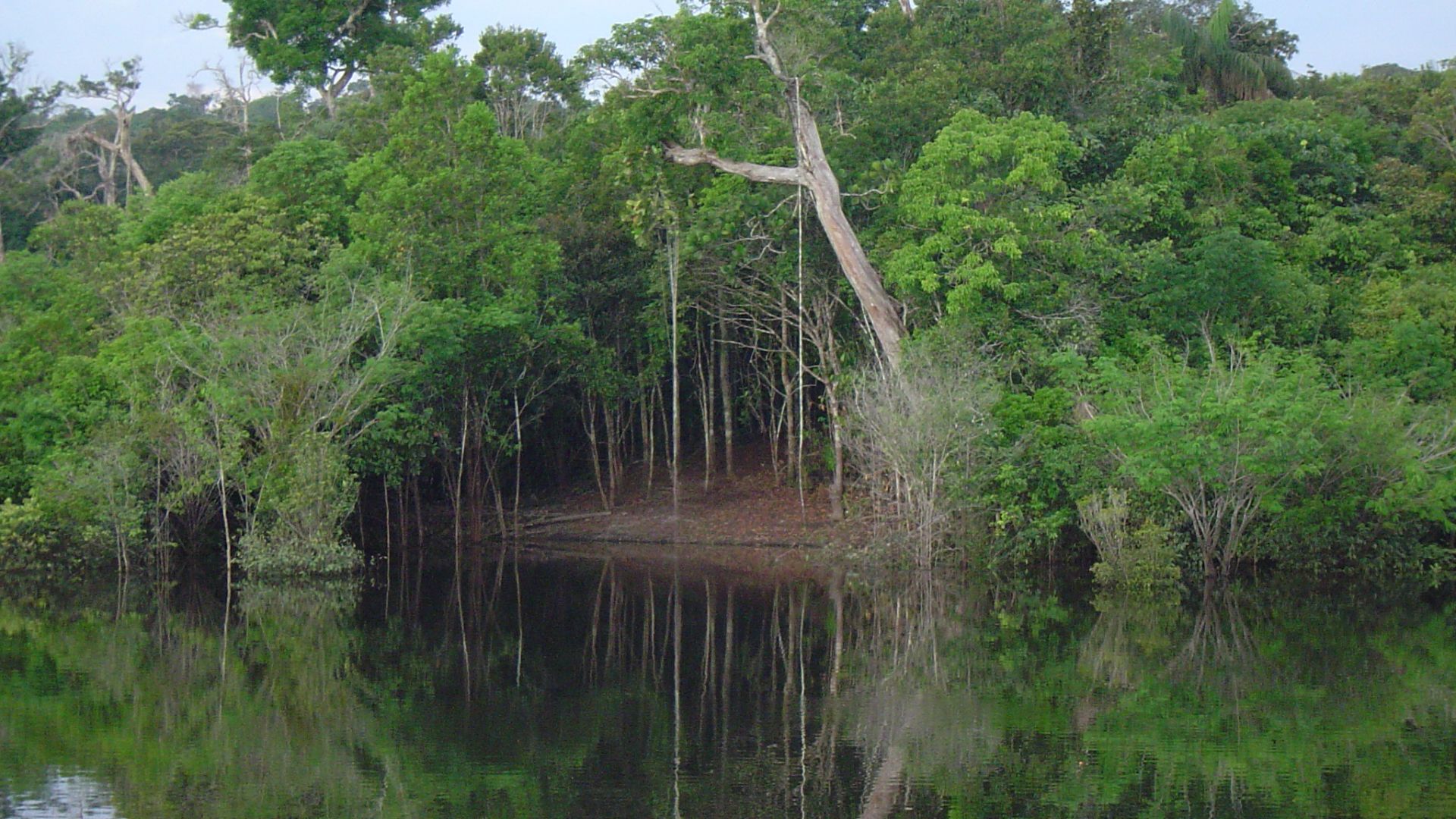 File:AMAZON RAINFOREST FLOODED ÁREA - panoramio.jpg
