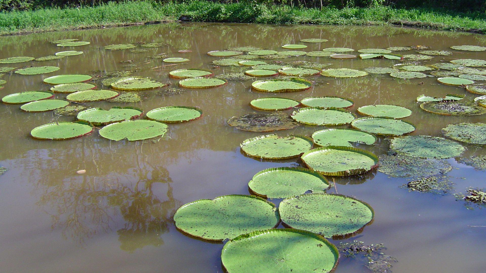 File:Amazon rainforest