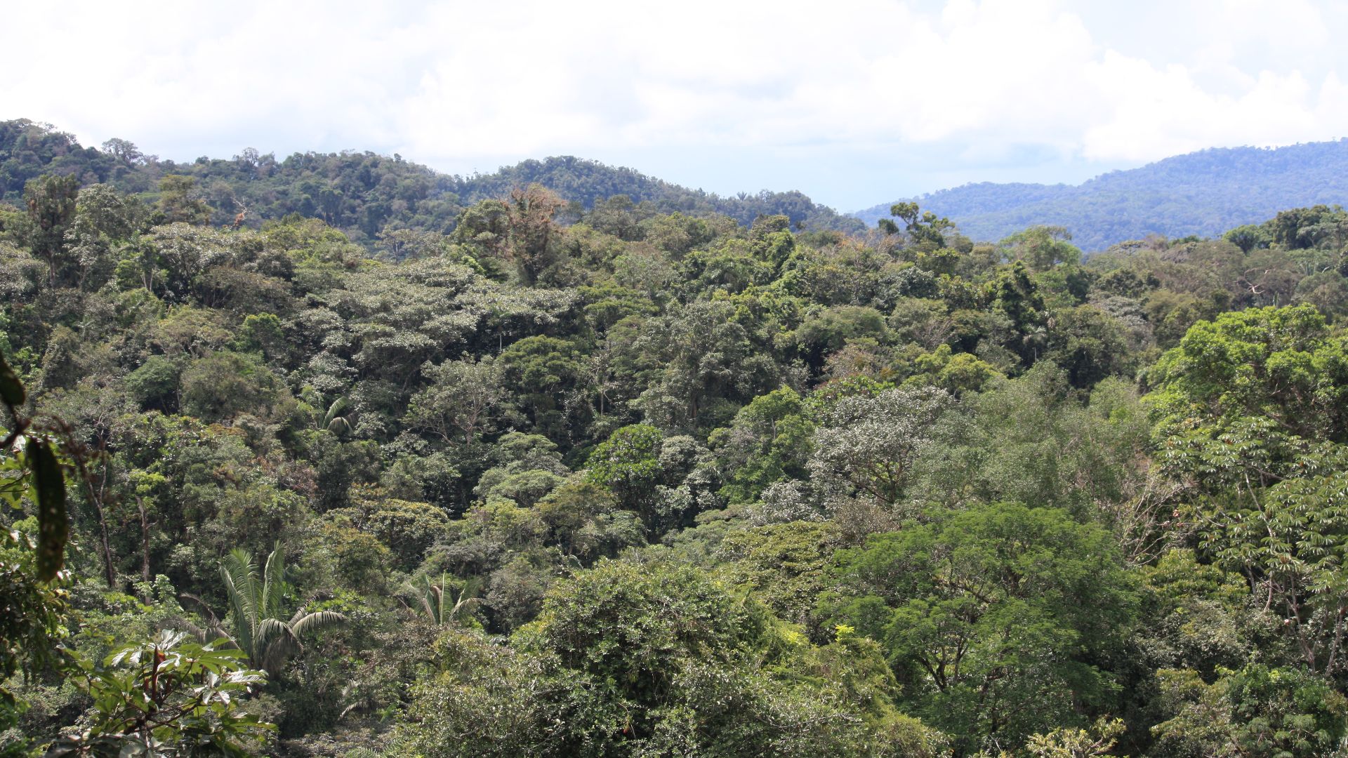 File:Amazon rainforest treetops in Tena, Ecuador.jpg
