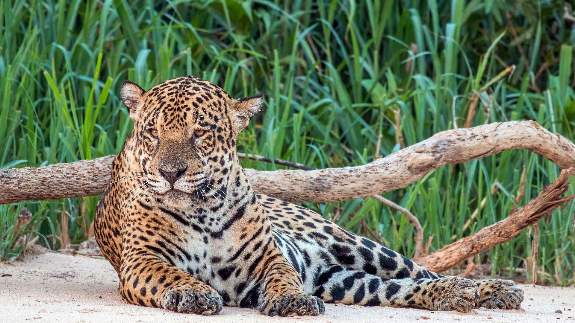 File:Jaguar (Panthera onca palustris) male Three Brothers River 4.jpg