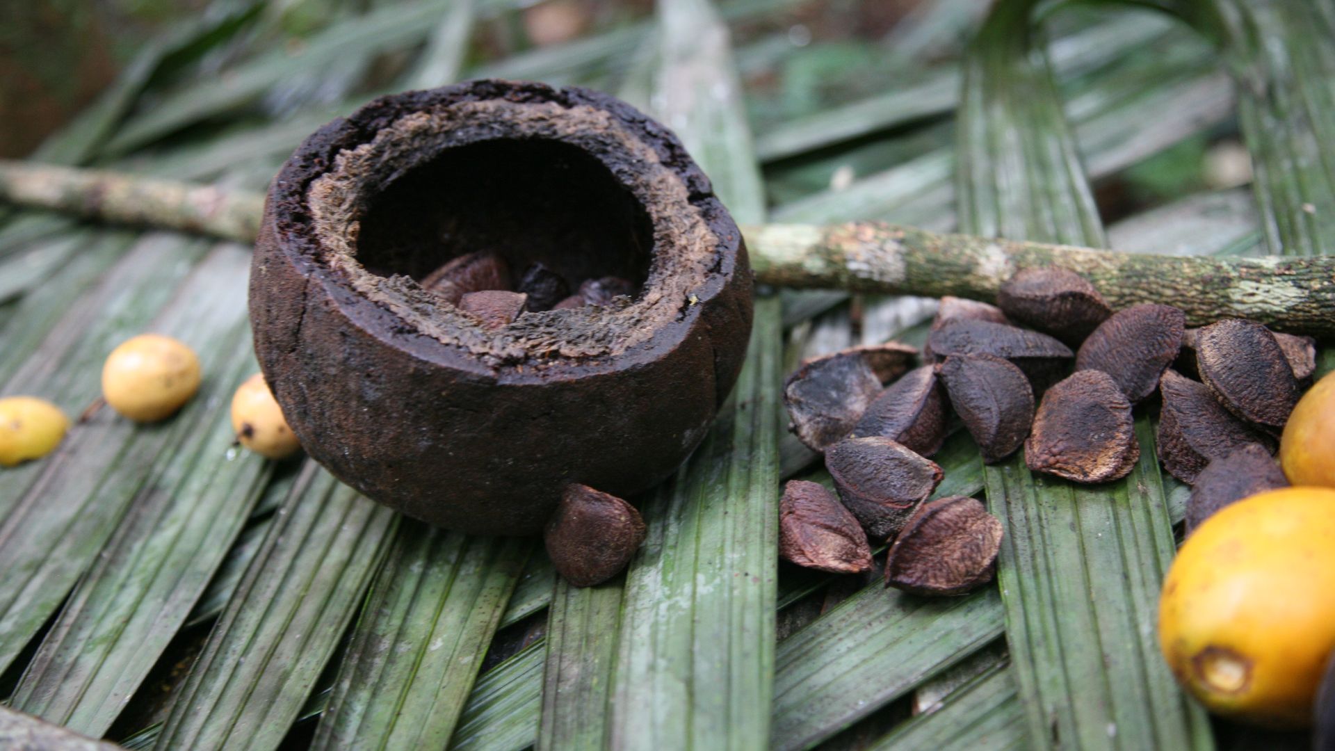 File:Floresta inundada iranduba amazonas - panoramio (13).jpg