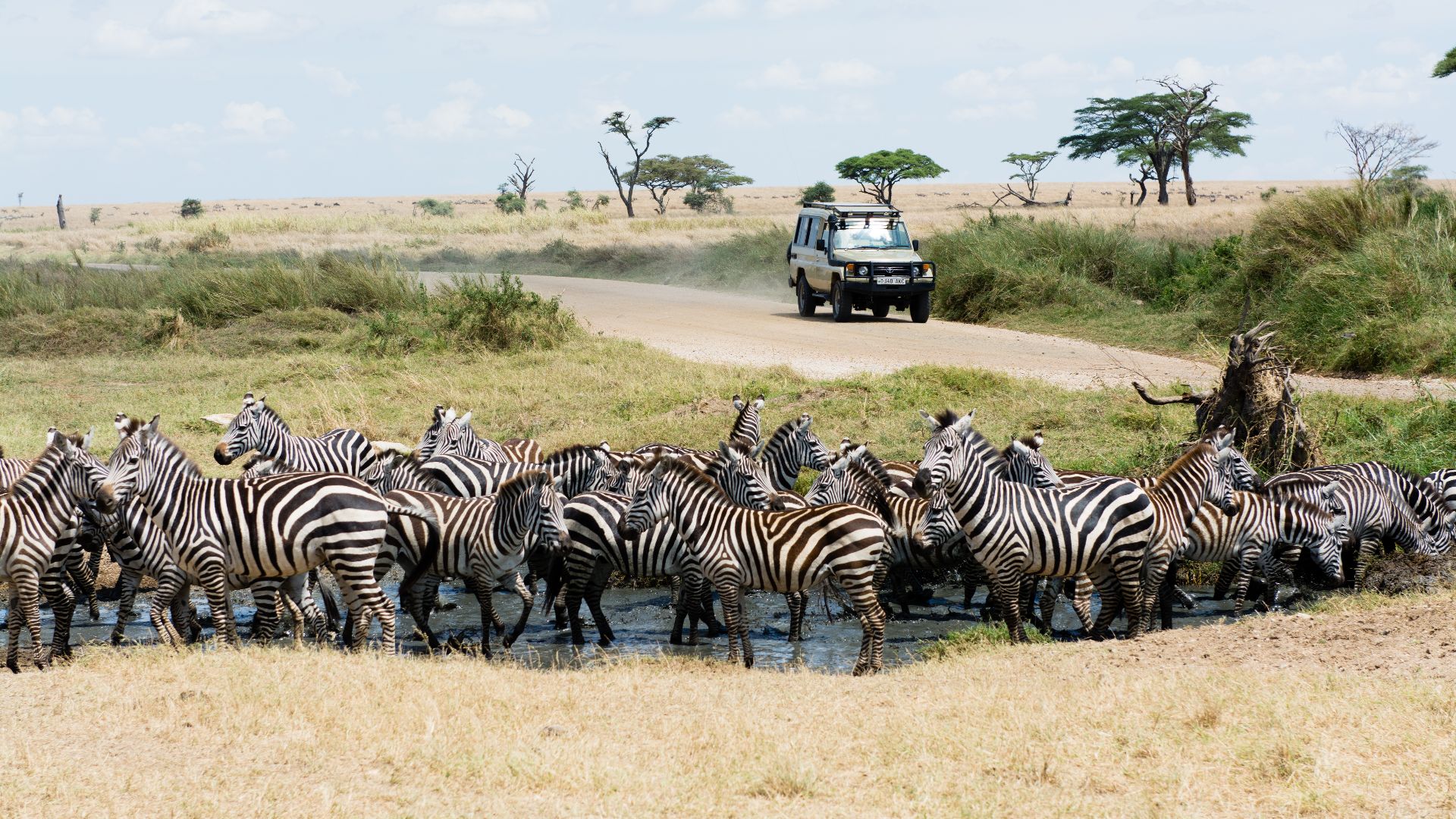 File:Zebras, Seronera Valley, Serengeti, Tanzania - 33262501984.jpg