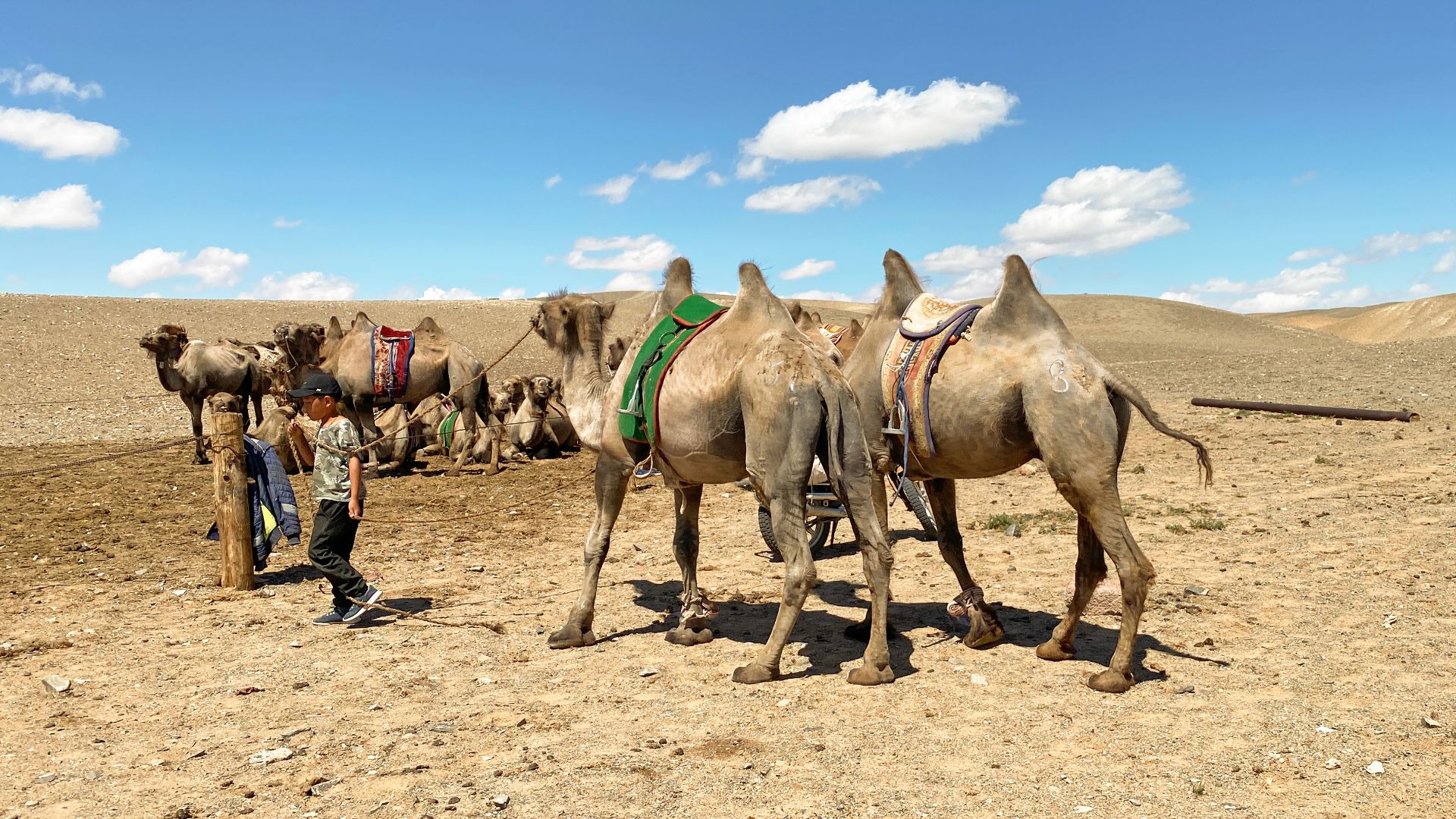 File:Camels in Gobi Desert 03.jpg