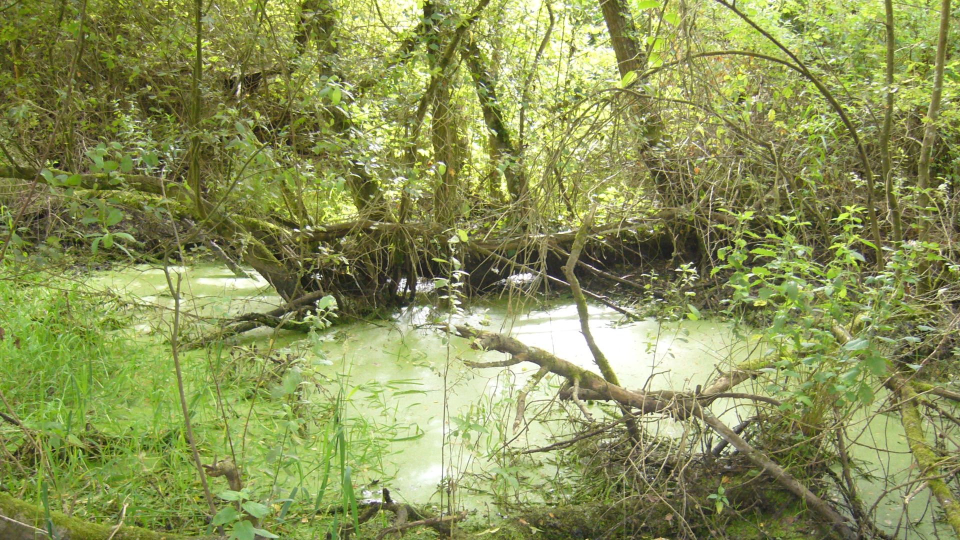 File:Marécage Petite Amazonie nantaise.JPG