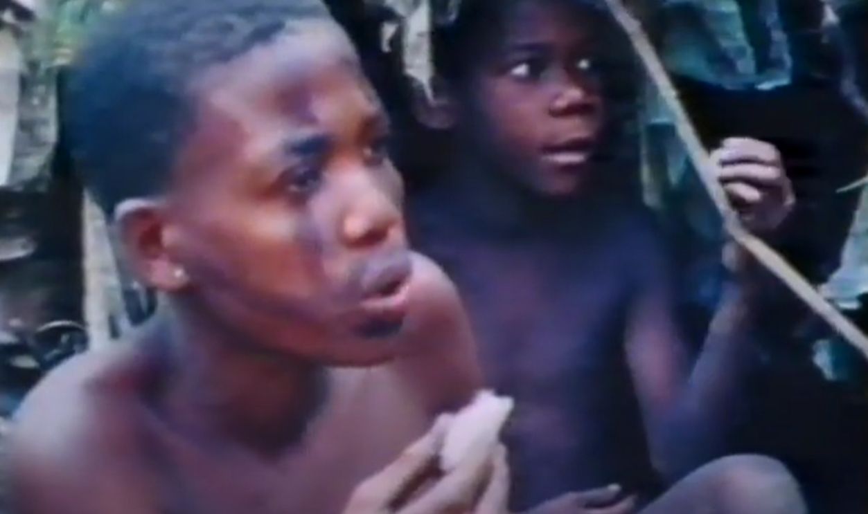 The Harsh Side Of Rainforest Life