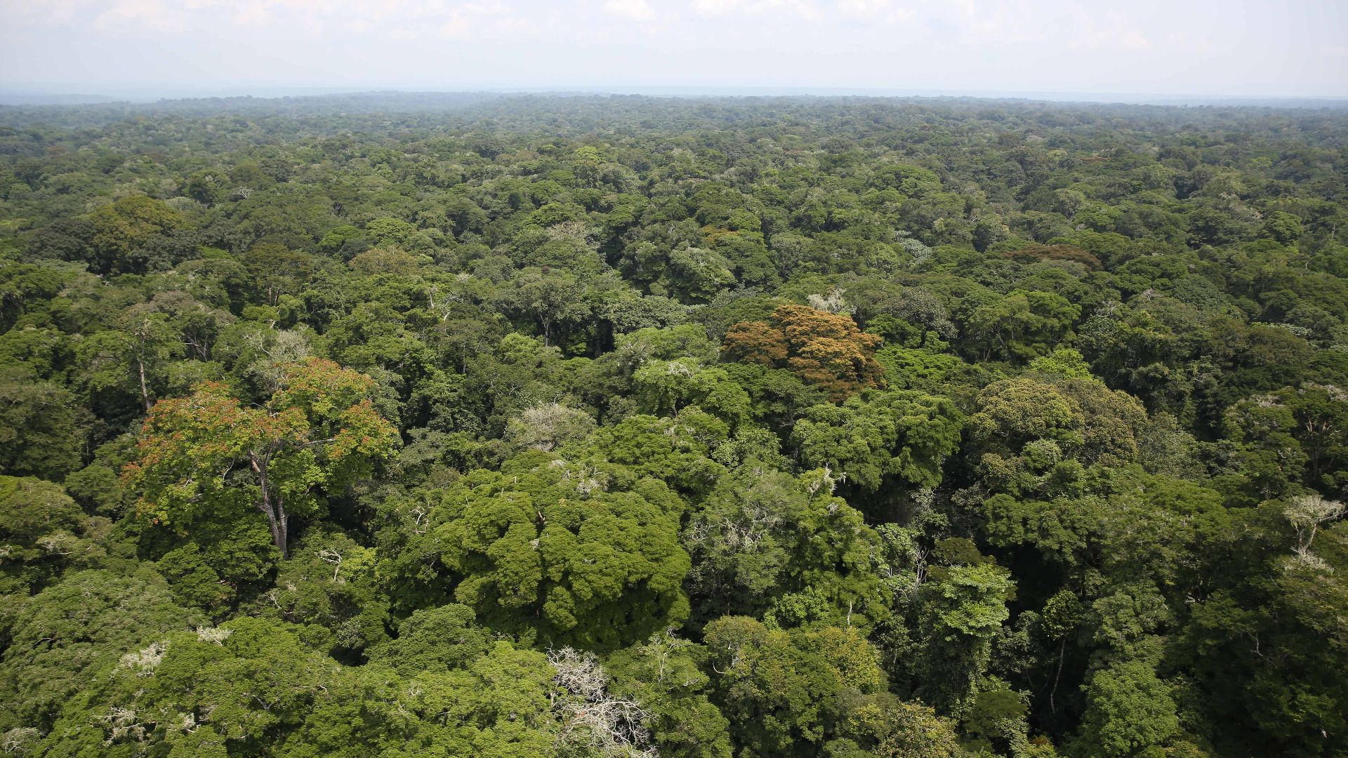 File:Rainforest - Ituri (20874628148).jpg