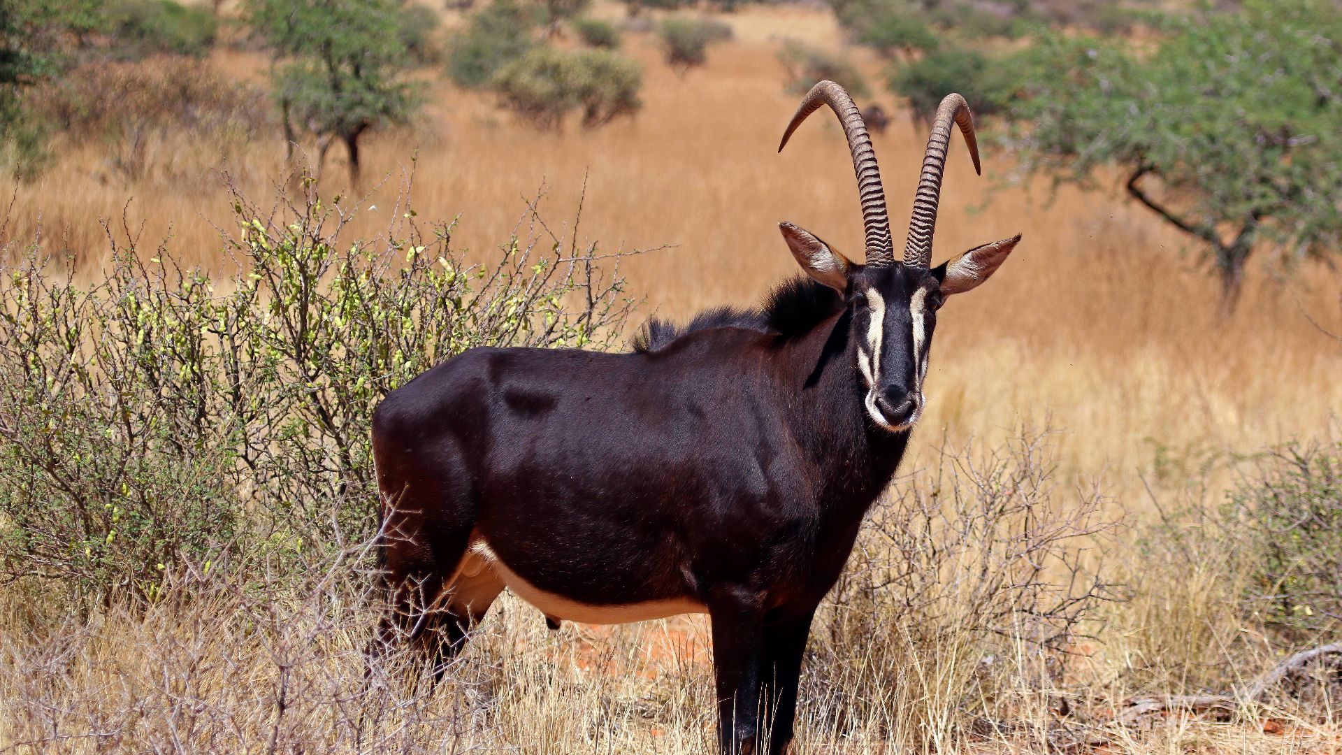 File:Sable antelope (Hippotragus niger) adult male.jpg