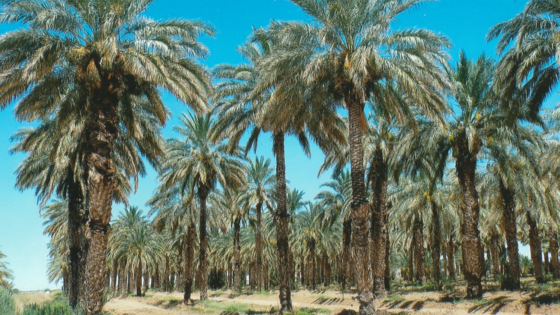 File:Dateland-Medjool Date Palms in Dateland.jpg
