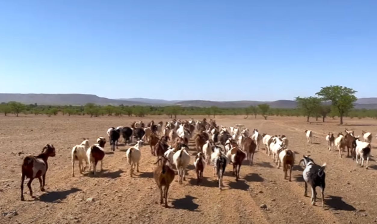 Men, Herds, And Horizons