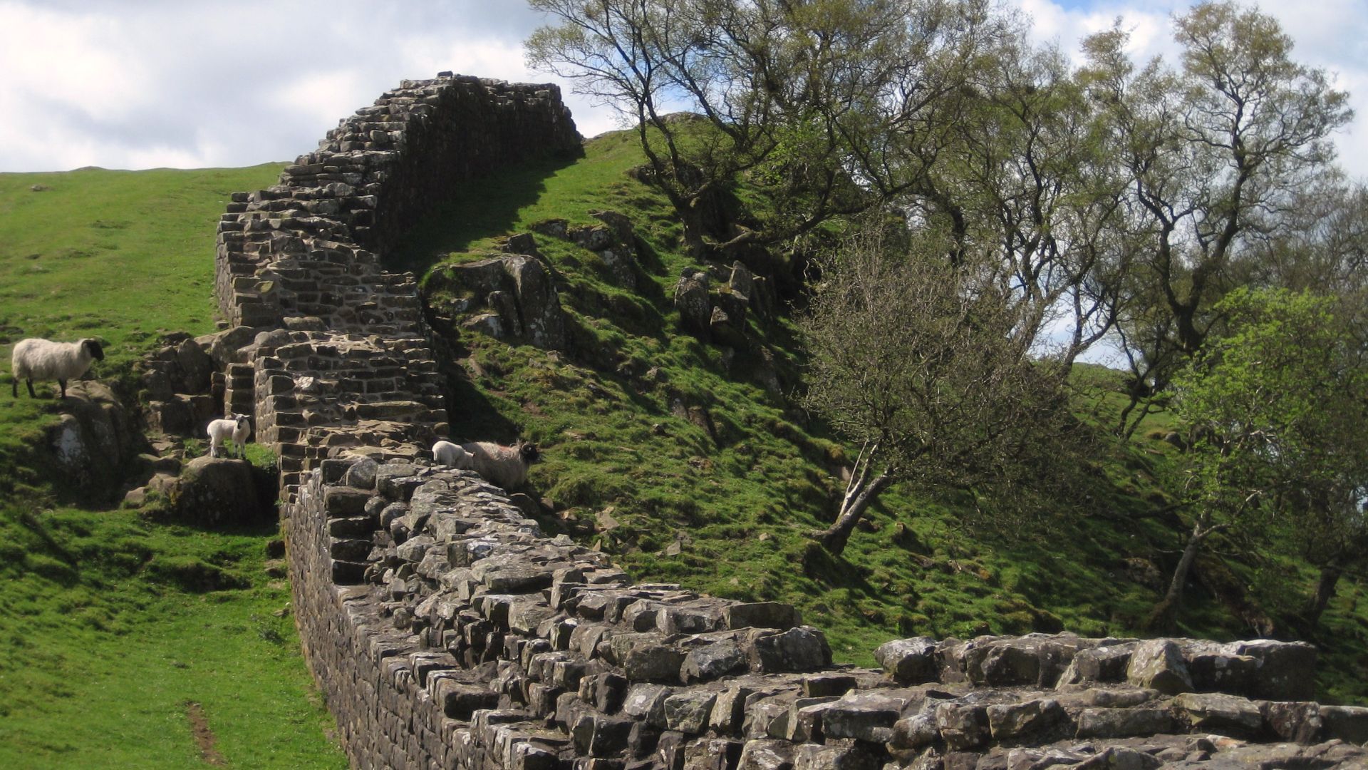 File:Hadrian's Wall with sheep 1.jpg
