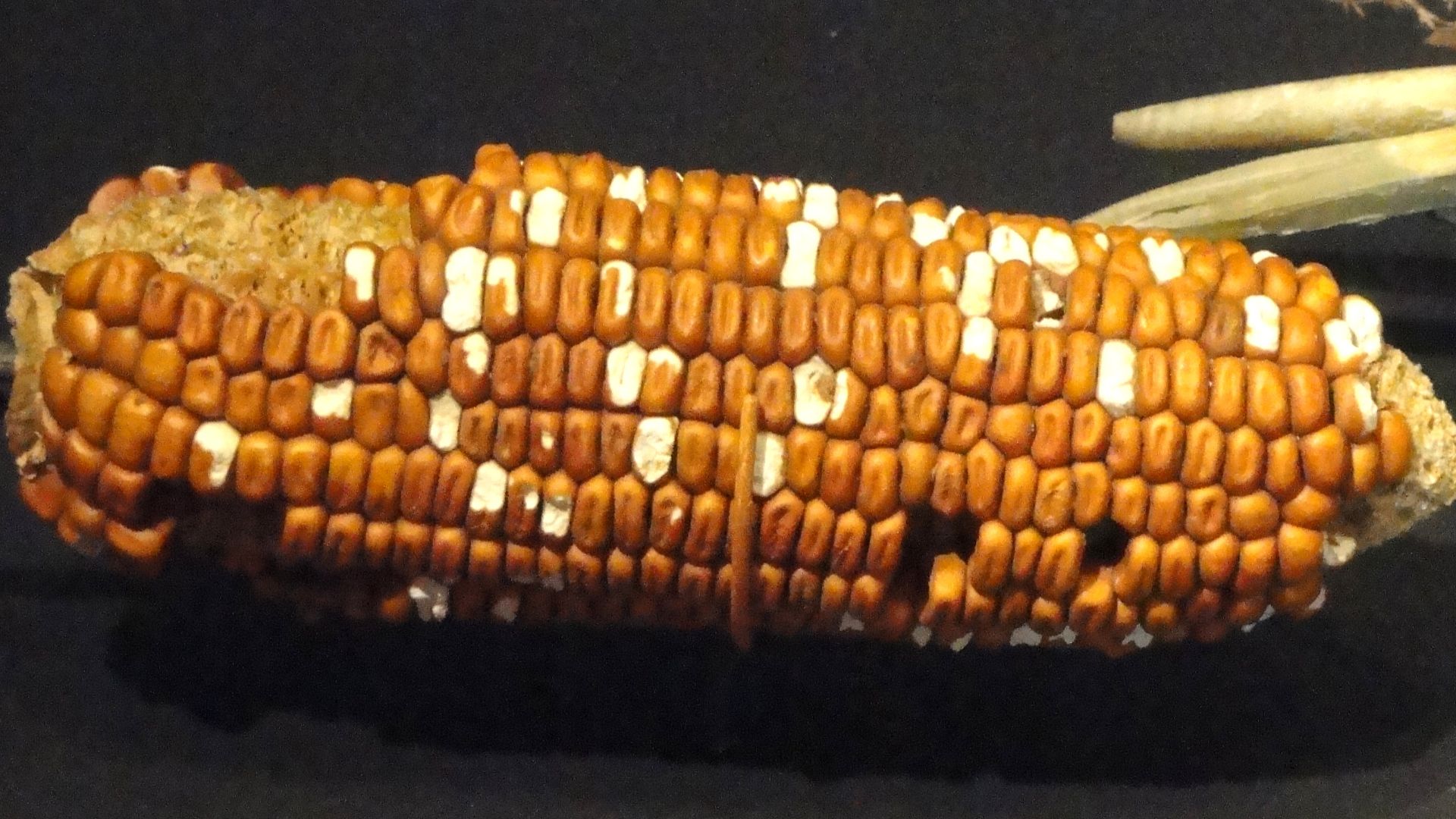 File:Corn cob, 900-1275 AD, San Juan Anasazi, Sheep Horn Alcove, Utah - Natural History Museum of Utah - DSC07353.JPG