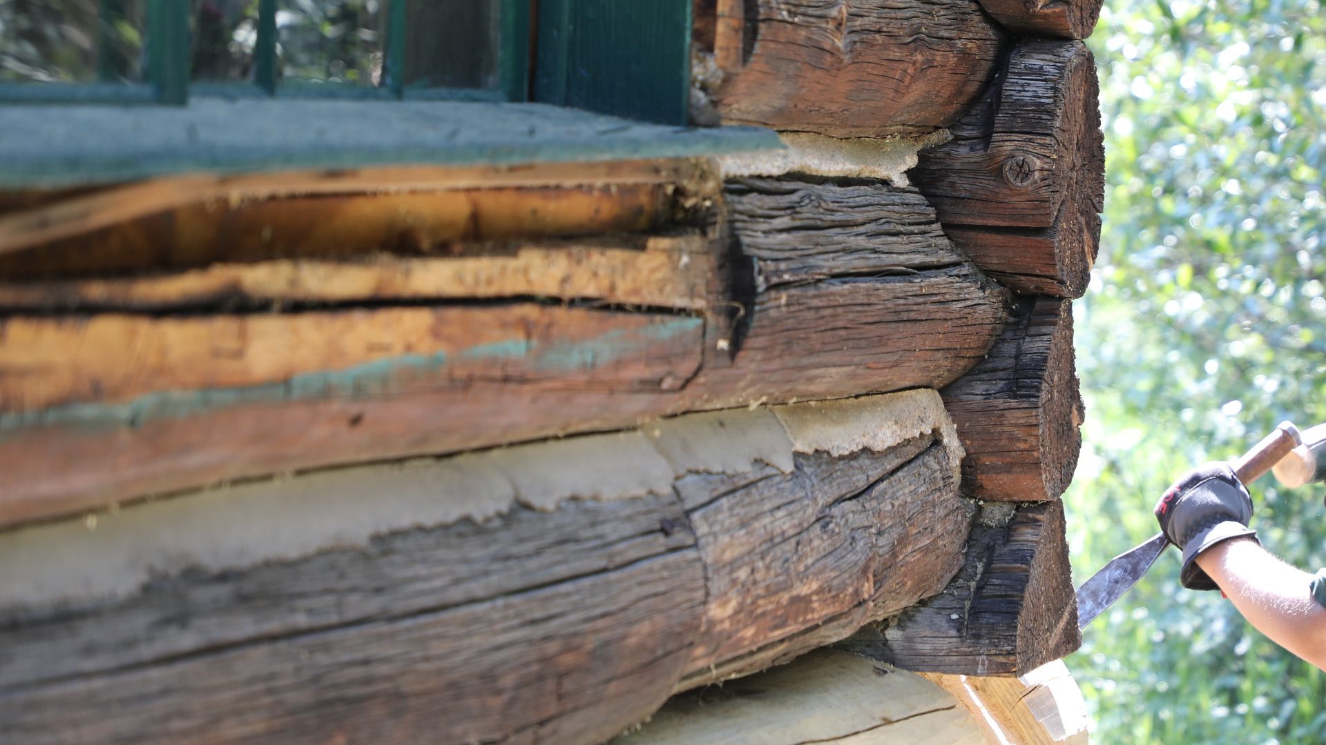 File:Elizabeth Bambury working on the steeple-notch joinery on the West Boulder Cabin (53933697946).jpg