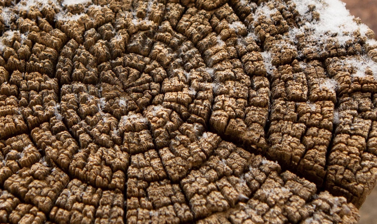 Dendrochronology At Chaco