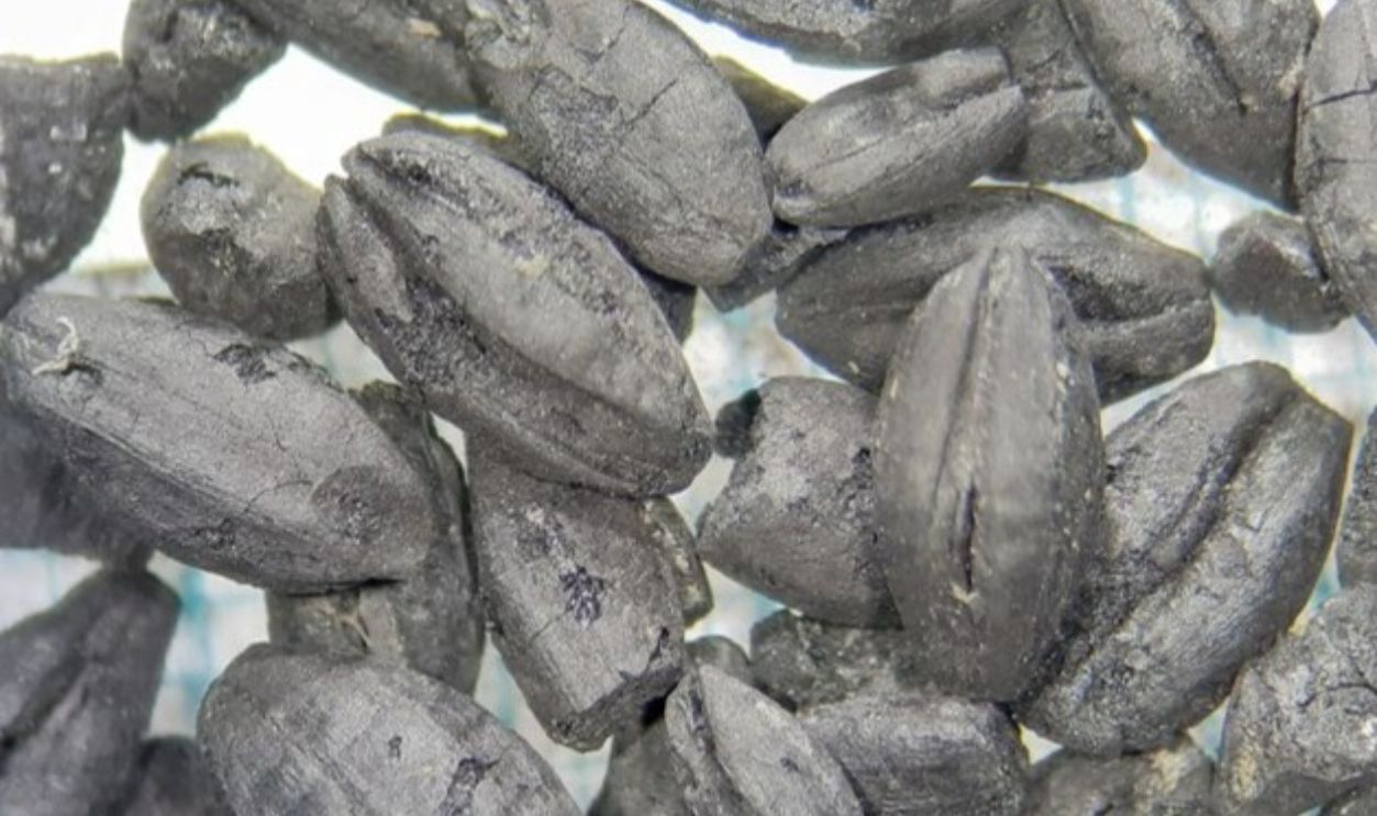 Untitled Design - 2025-08-29T204829.458