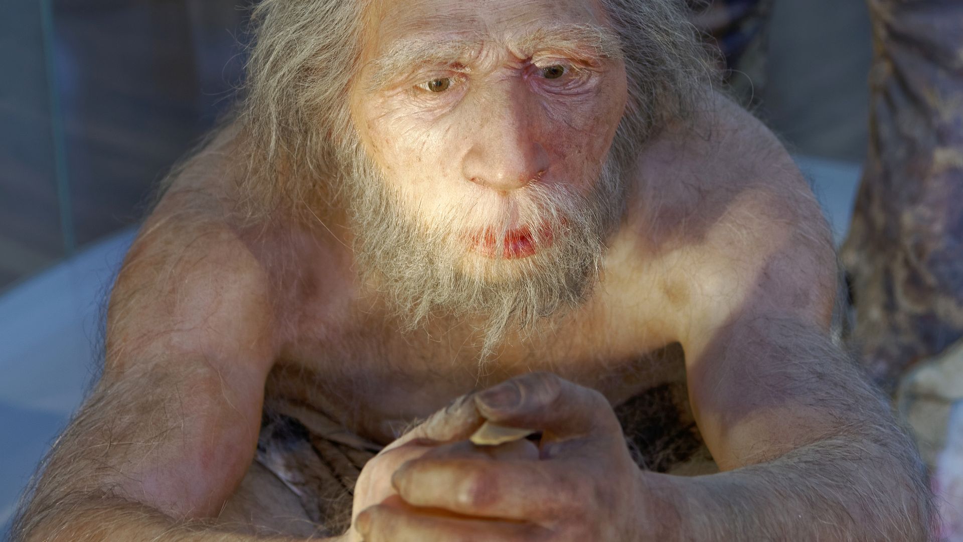 File:Homo neanderthalensis, The Natural History Museum Vienna, 20210730 1225 1277.jpg