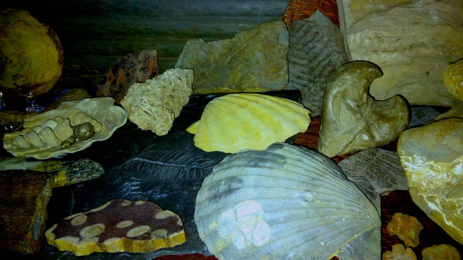 File:Wunderkammer of GrumpyVisualArtist 30 fossils ferns pertifiedWood scallops snails skolithosTubules bark.jpg