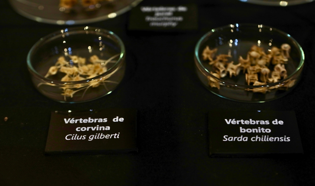 2225394341 - Fragments Of Food