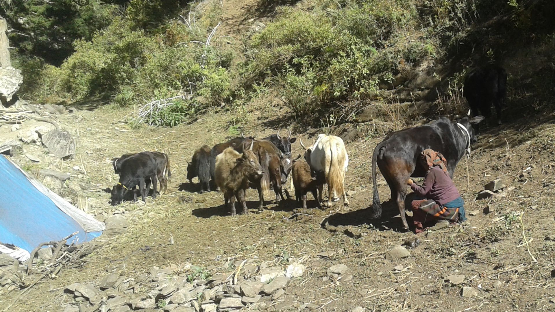 File:Yak herder 2017.jpg