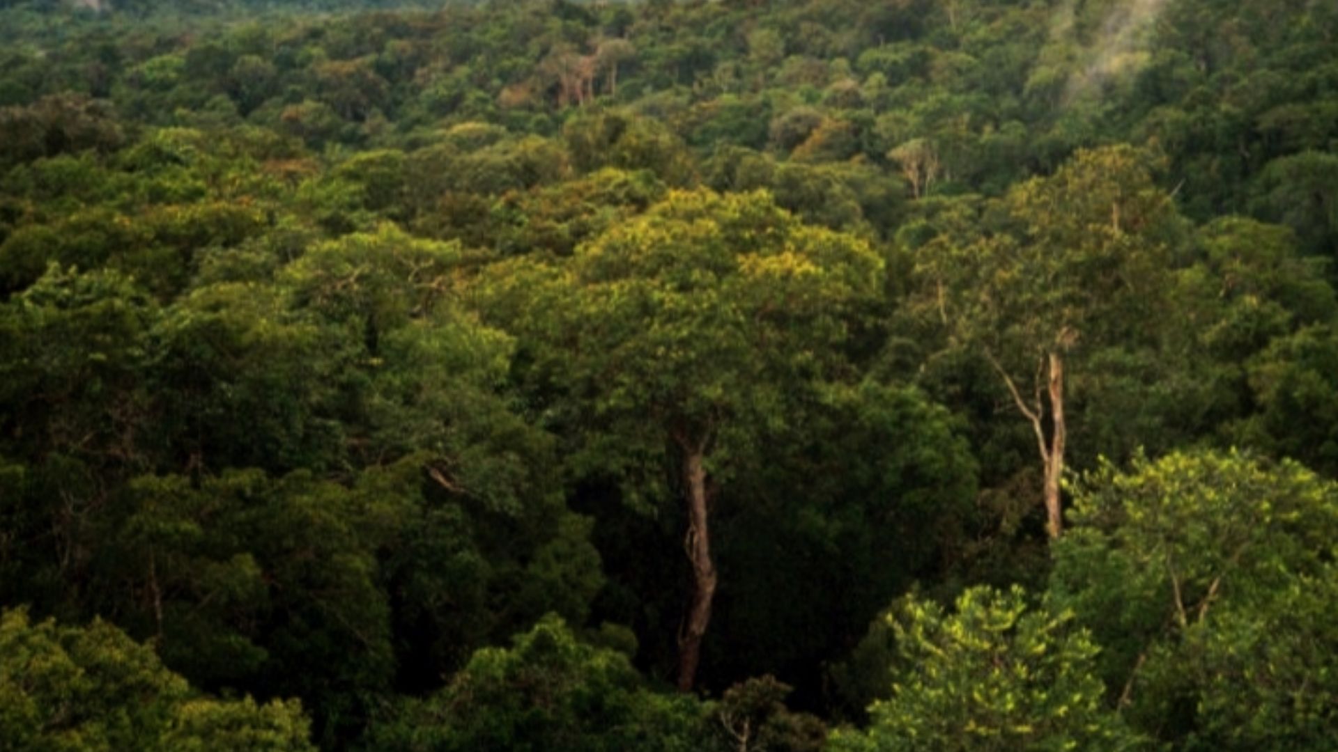 File:Amazon Manaus forest.jpg