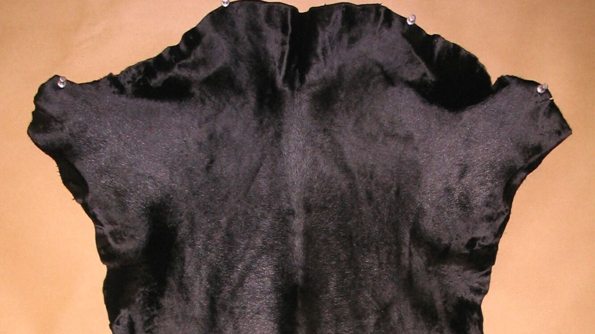 File:Kalb schwarzgefaerbt.jpg