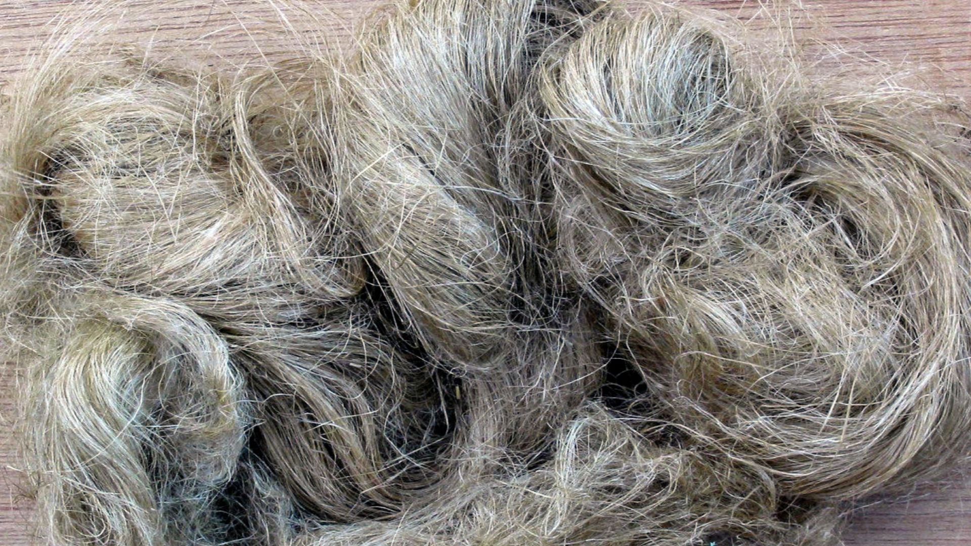 File:Hennepvezel Cannabis sativa fibre.jpg