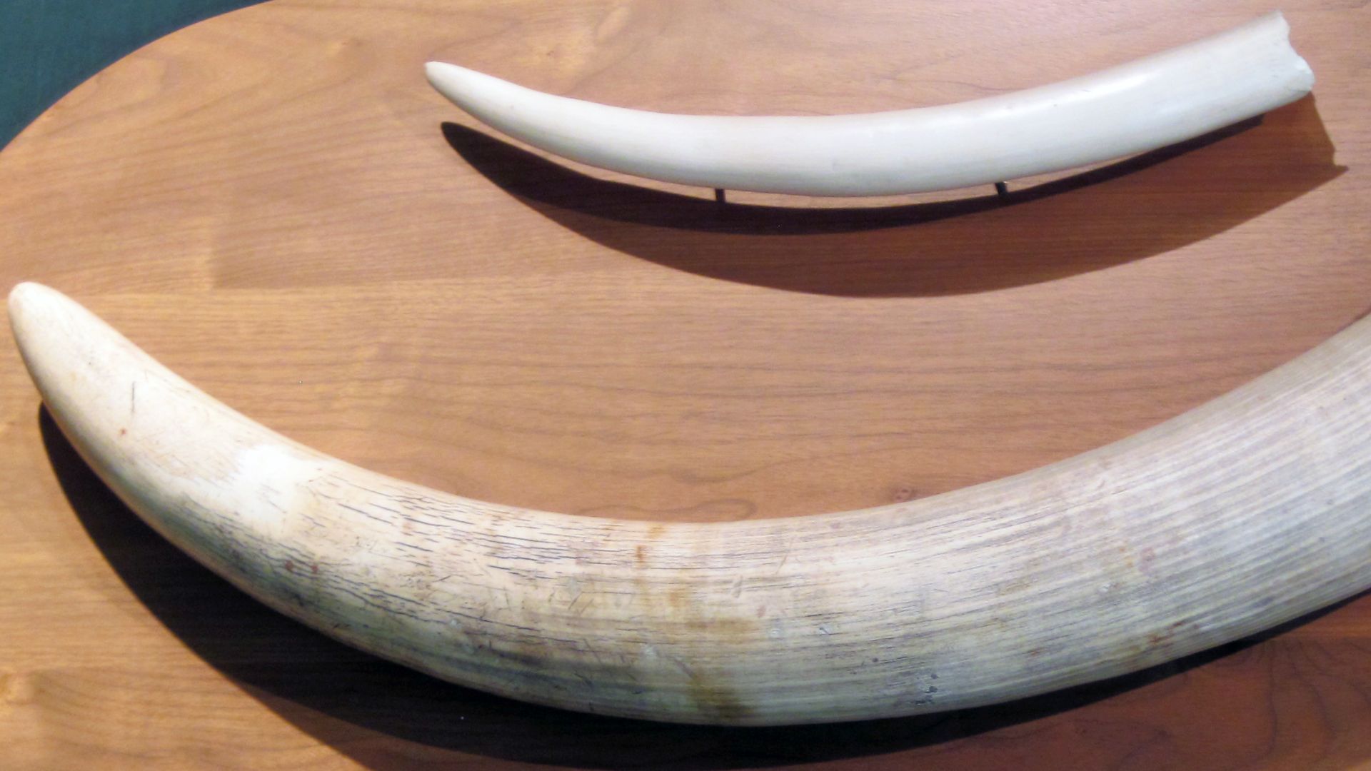File:Elephant ivory tusks 12 (27715545735).jpg