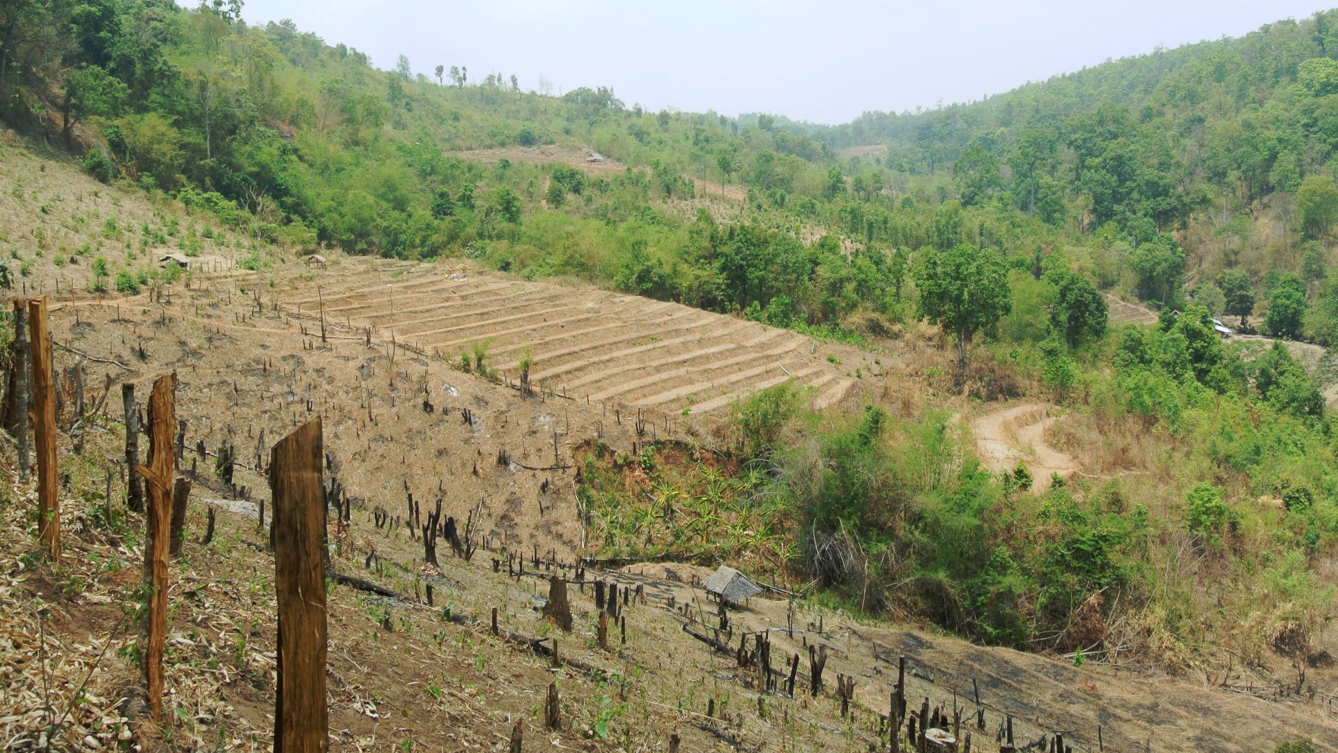 File:Karen rice fields controlled burn.JPG