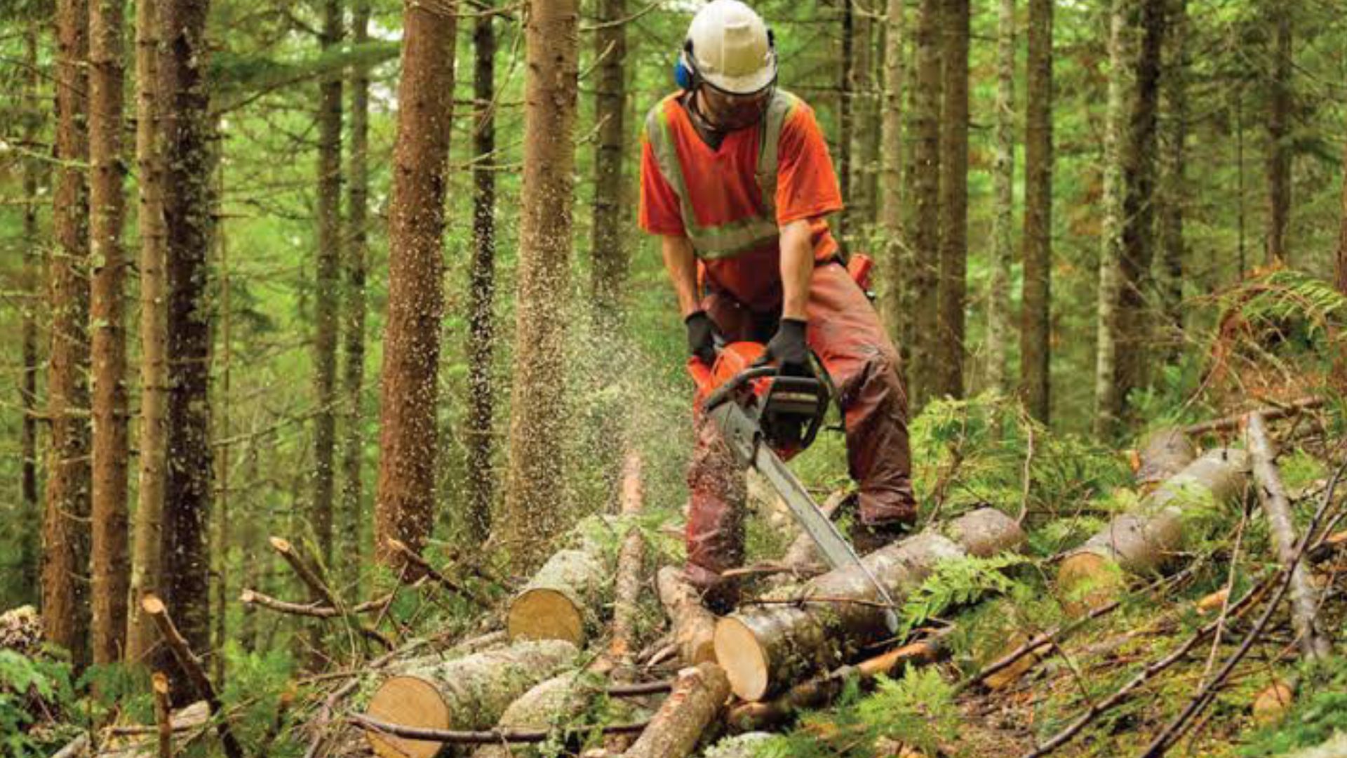 File:Deforestation in Nigeria.jpg