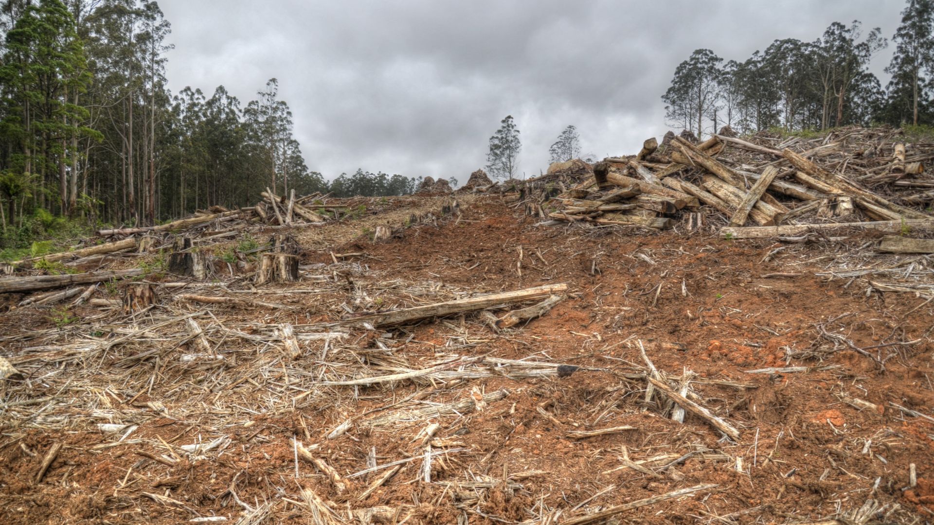 File:20124-01-04 Toolangi tree house 600 2884 5 6 (enhanced).jpg