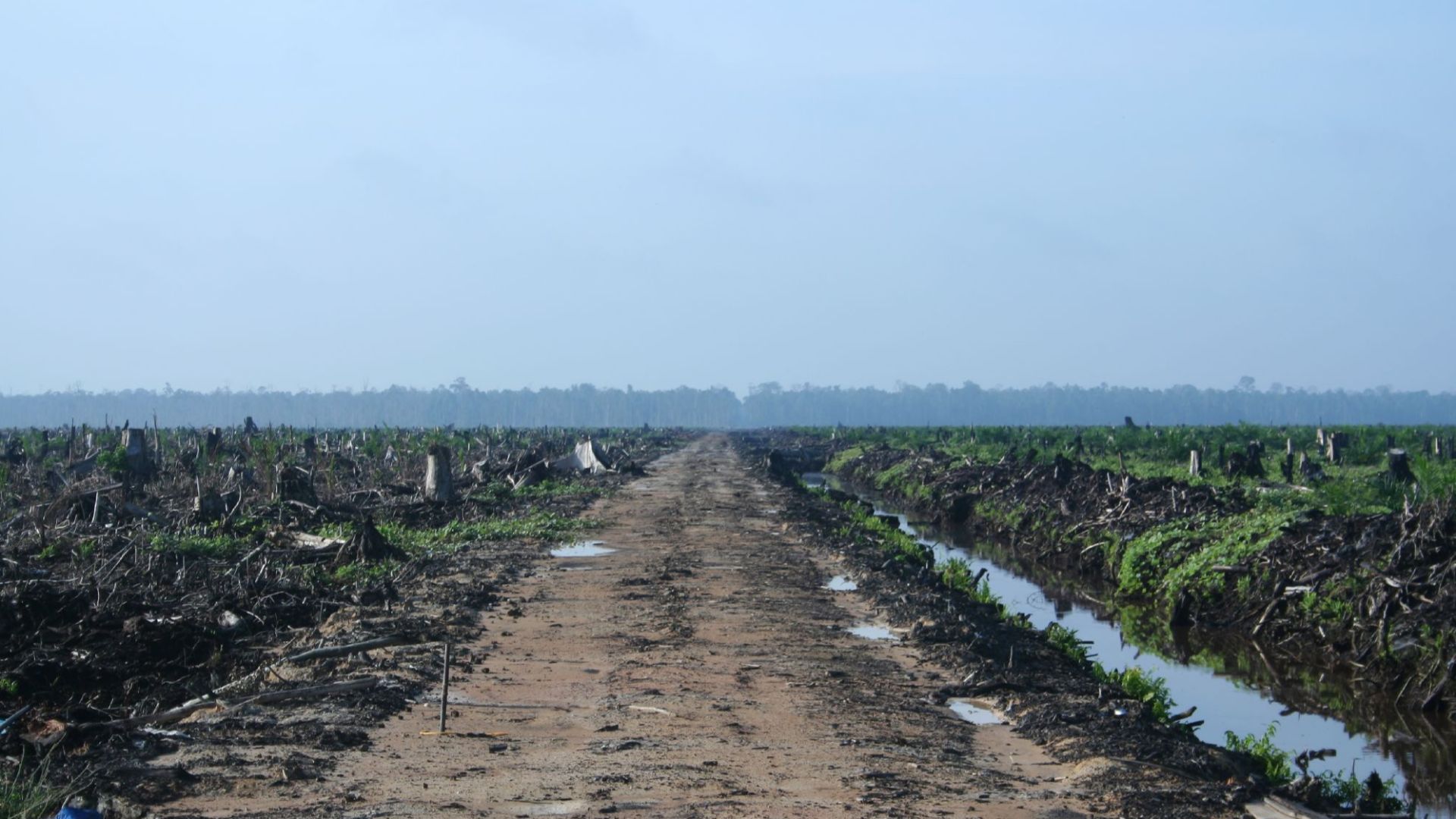 File:Riau palm oil 2007.jpg
